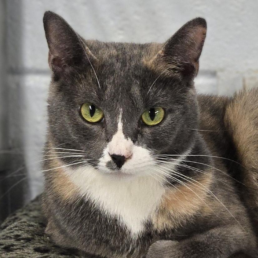 Mallie, a Adoptable Domestic Short Hair in Lexington, SC image 2/2