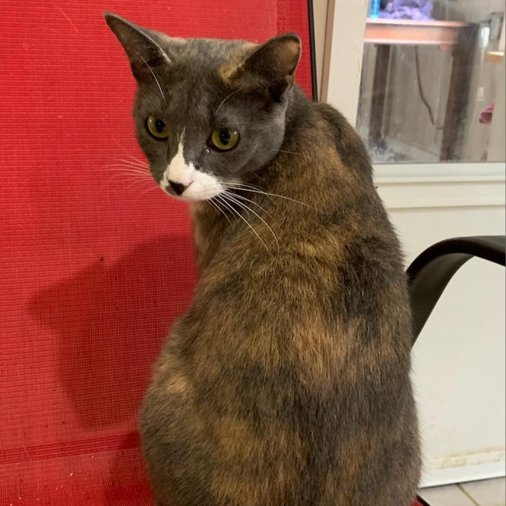 Enlarge Mallie, a Adoptable Domestic Short Hair in Lexington, SC image 2/2