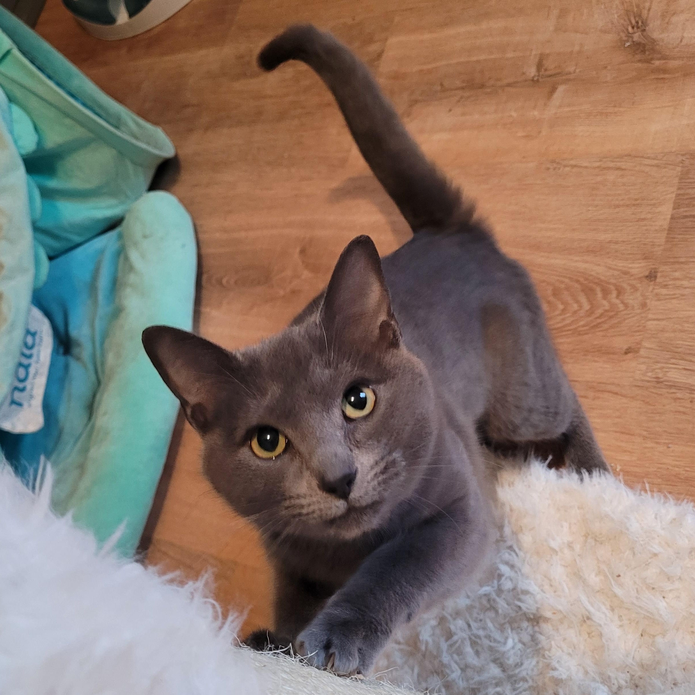 Juliet, ADOPTABLE, Kitten Female Domestic Short Hair.