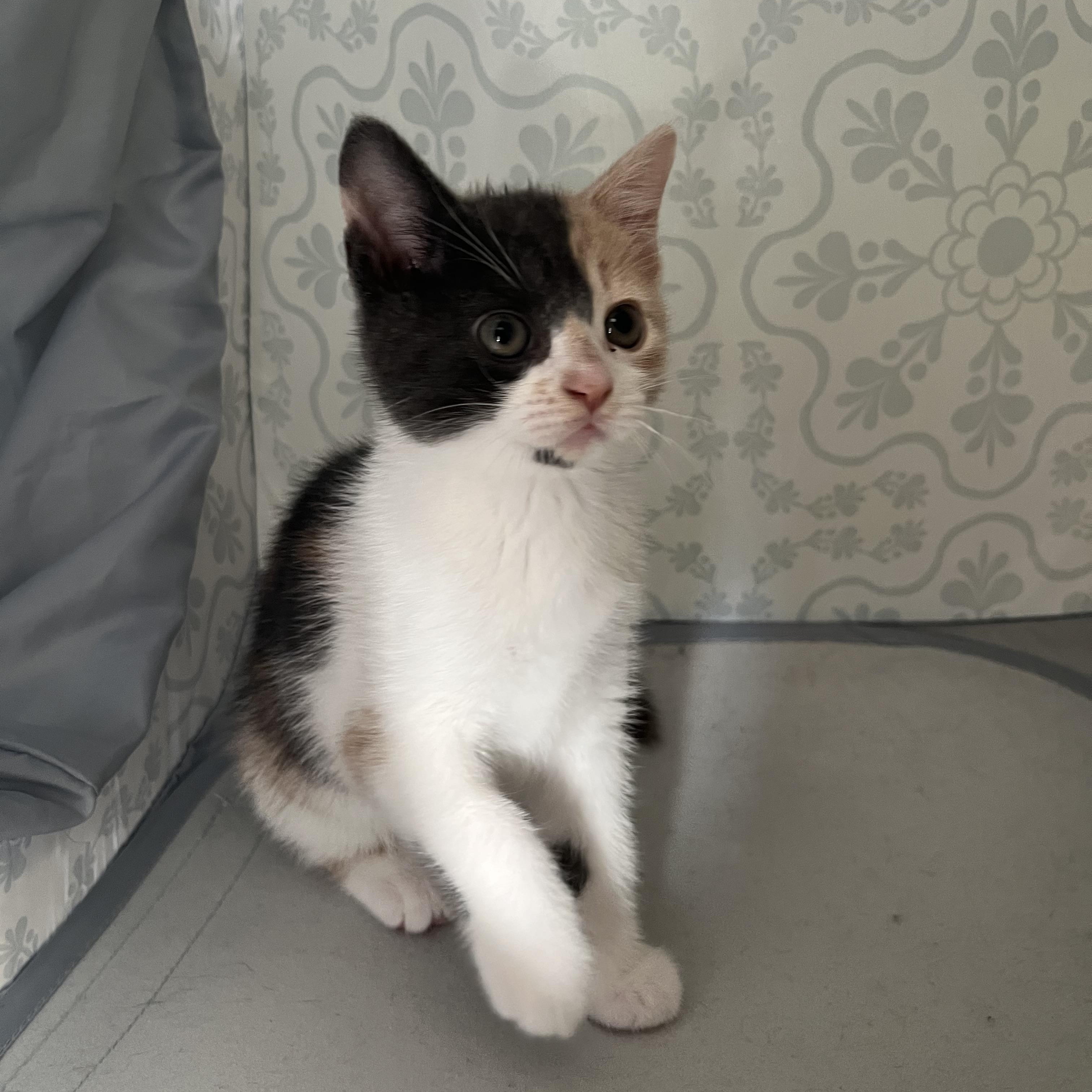 Toffee, ADOPTABLE, Kitten Female Domestic Short Hair & Calico.