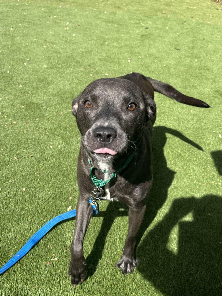 Enlarge Sissy, a Adoptable Mixed Breed in Alexandria, VA image 2/3