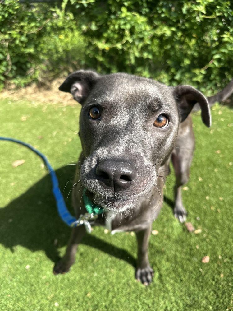 Enlarge Sissy, a Adoptable Mixed Breed in Alexandria, VA image 3/3