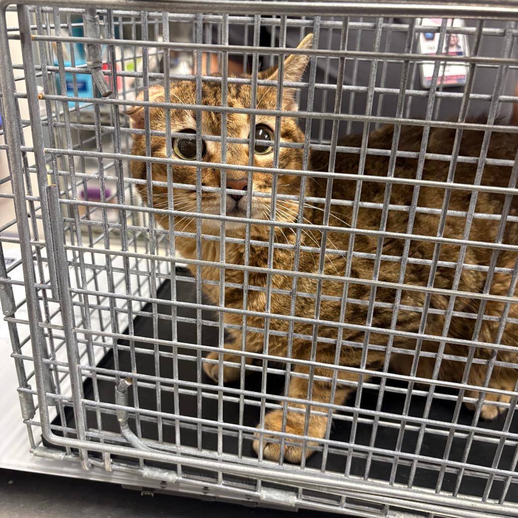 Nubs — thumbnail 2