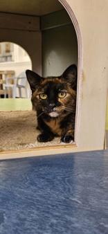 Enlarge Sprout, a ADOPTABLE Domestic Short Hair in Potsdam, NY image 1/1