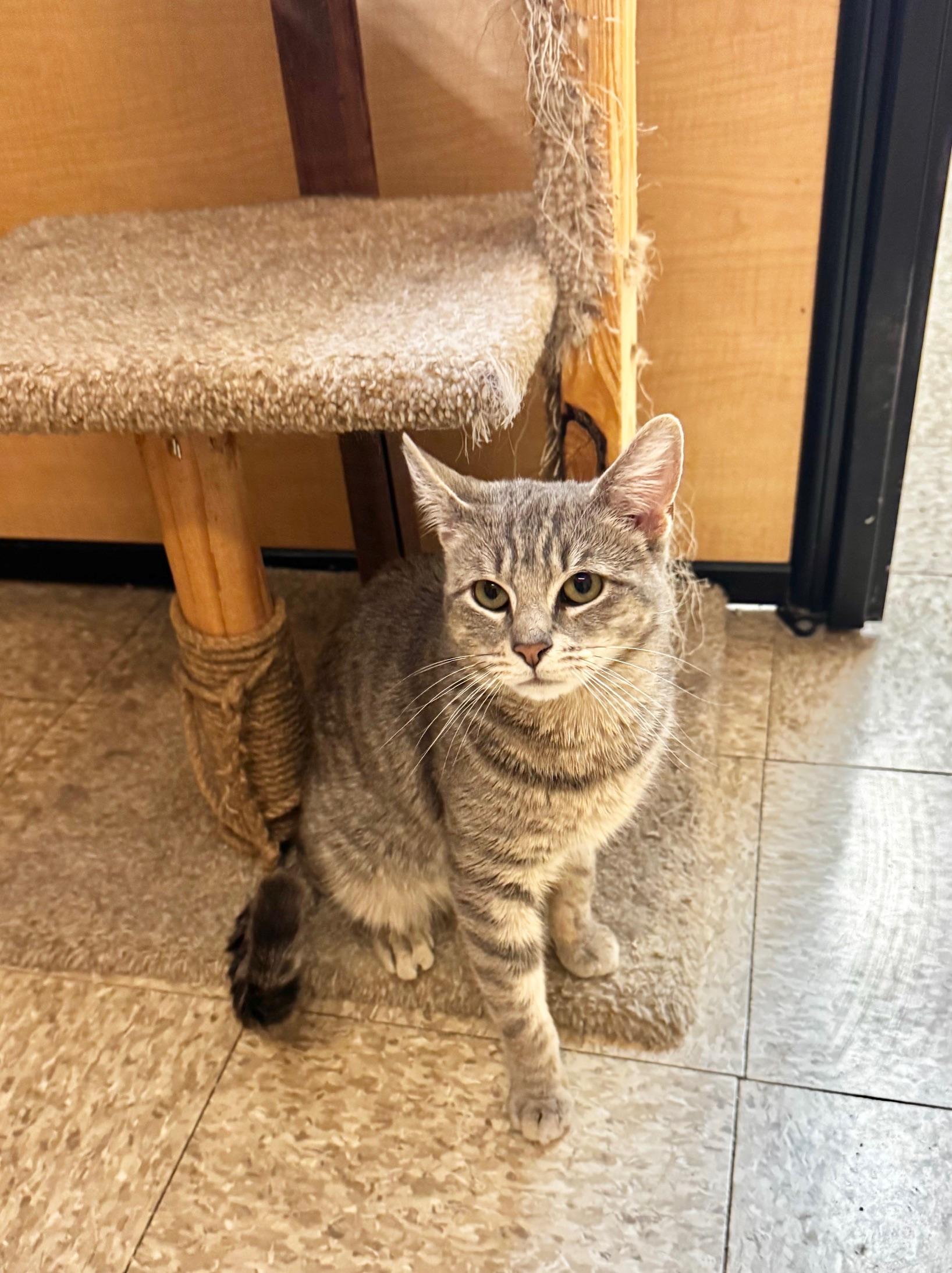 Enlarge Tony, a ADOPTABLE Domestic Short Hair in Springfield, PA image 1/3