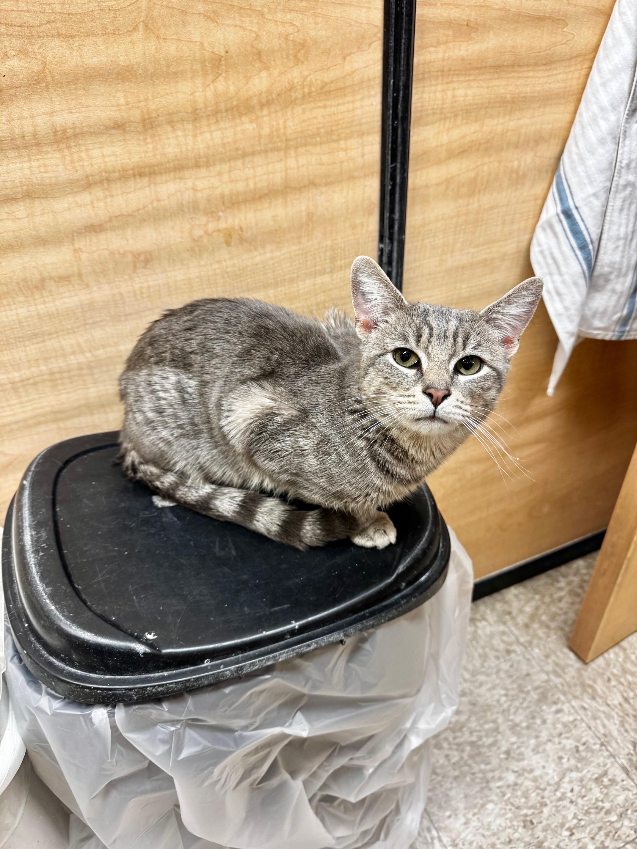 Enlarge Tony, a ADOPTABLE Domestic Short Hair in Springfield, PA image 2/3
