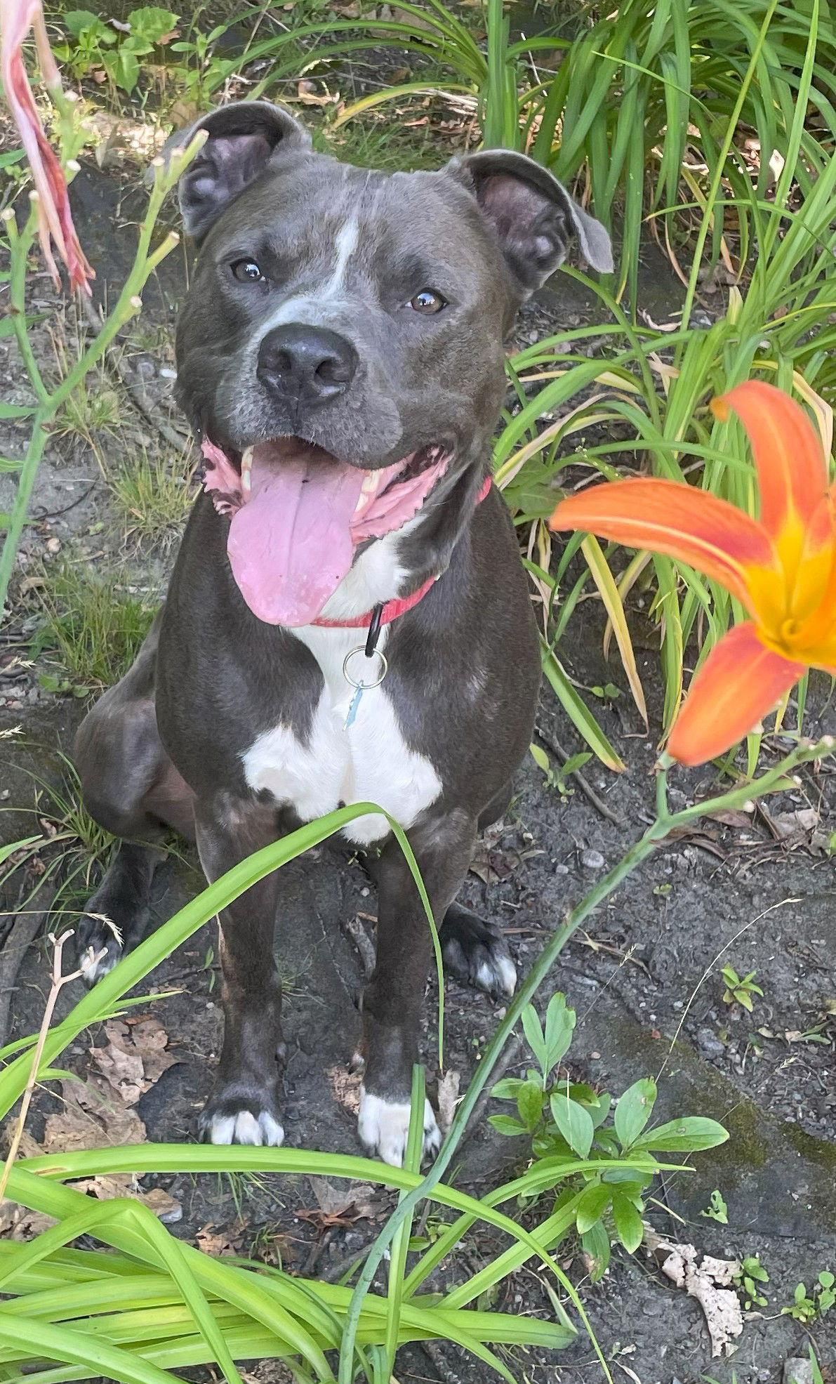 Max -- Courtesy post, Adoptable, Adult Male American Staffordshire Terrier & Golden Retriever.