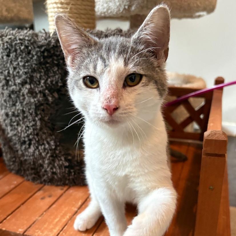 Thomas, Adoptable, Kitten Male Domestic Short Hair.