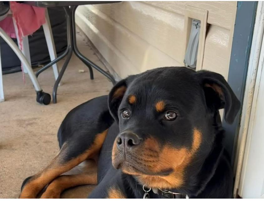Enlarge Layla, a Adoptable Rottweiler in Southampton, PA image 1/1