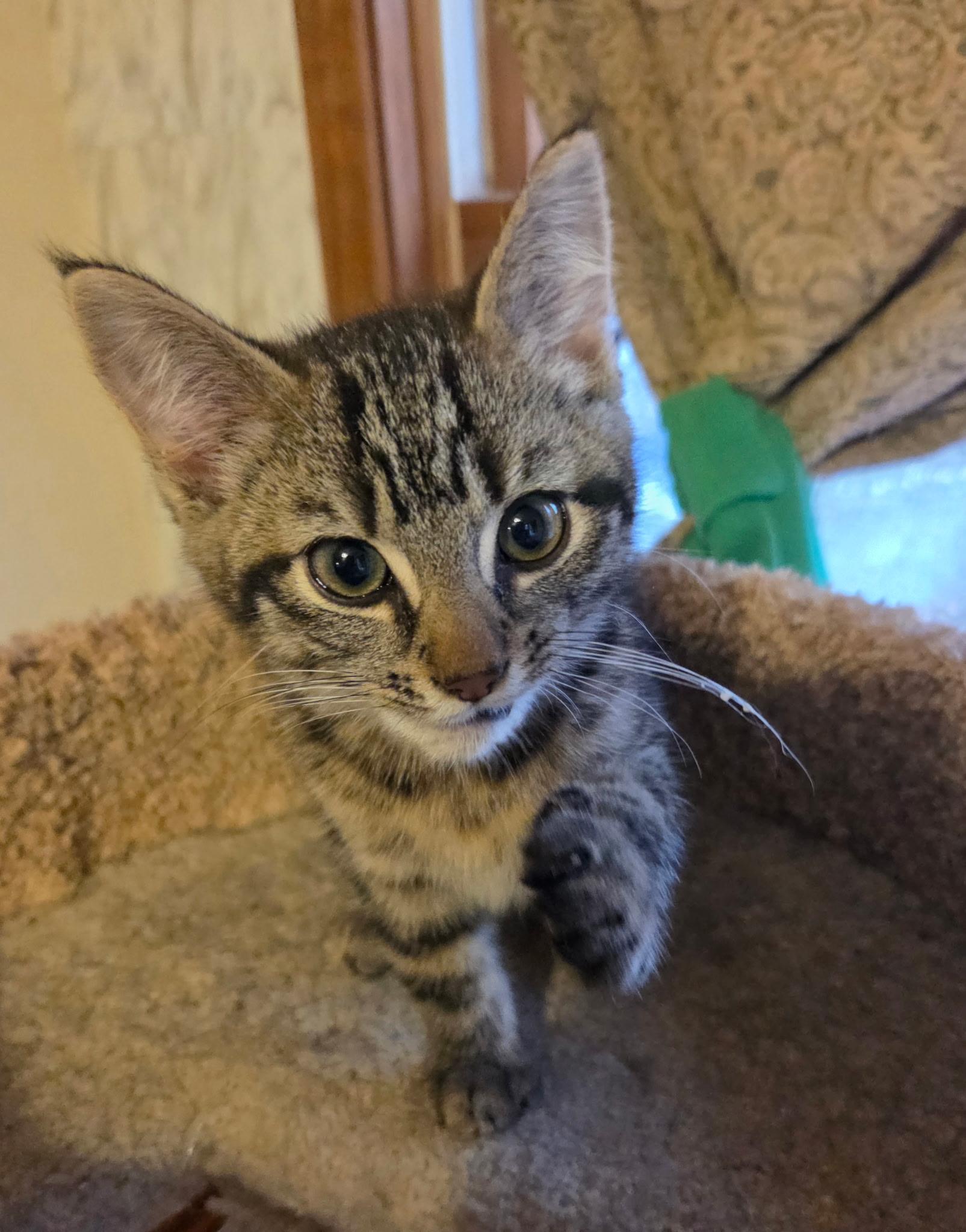 Enlarge Gem, a ADOPTABLE Domestic Short Hair in Topsham, ME image 2/3