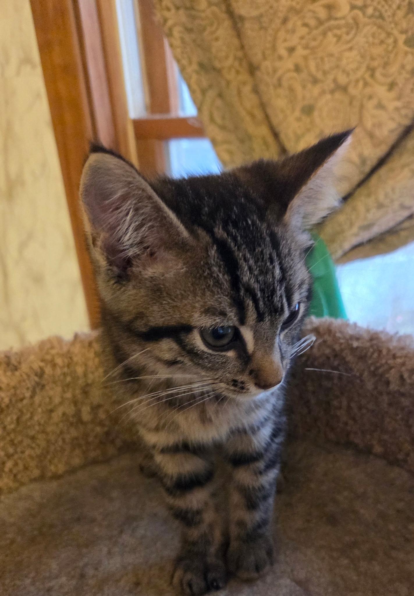 Gem, ADOPTABLE, Kitten Female Domestic Short Hair.