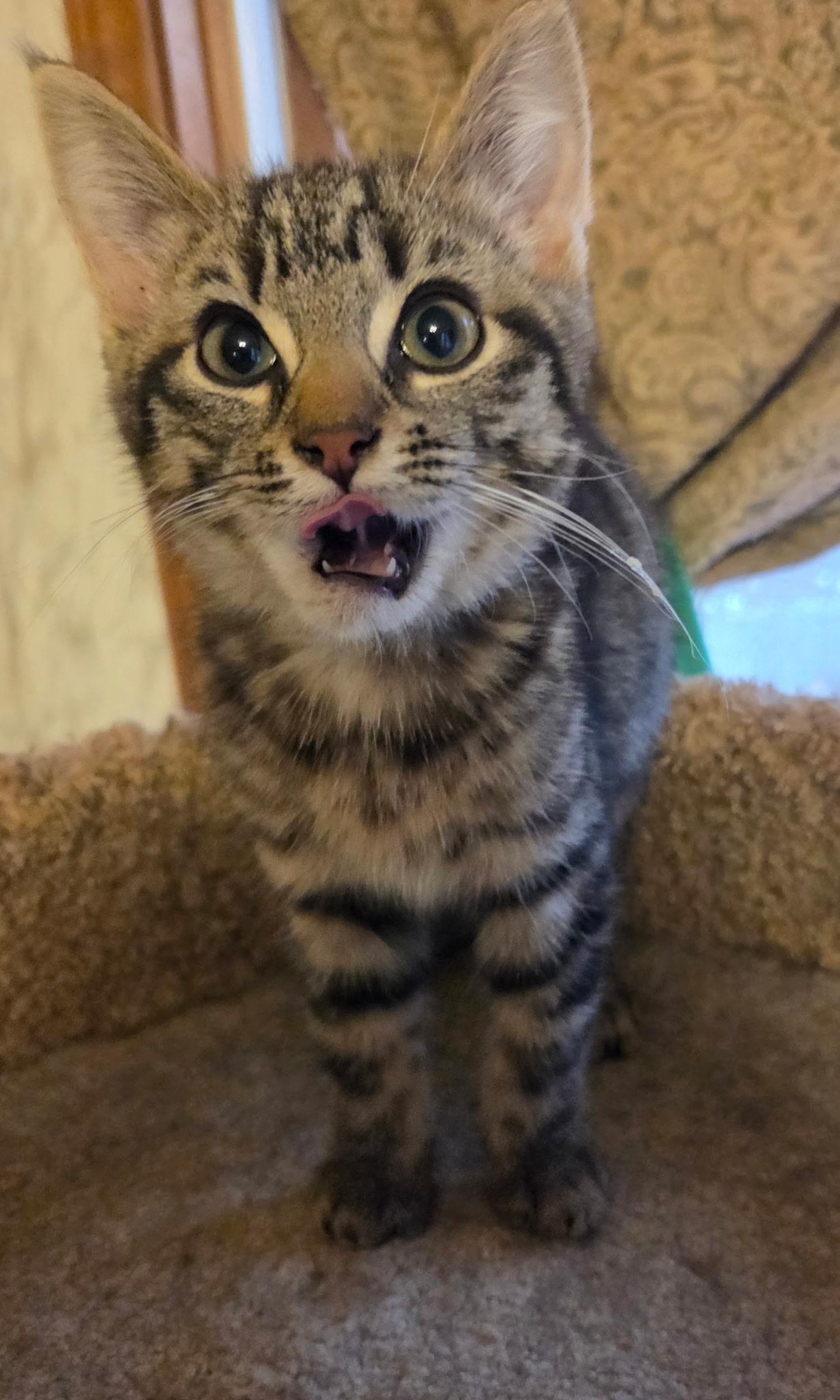 Enlarge Gem, a ADOPTABLE Domestic Short Hair in Topsham, ME image 3/3