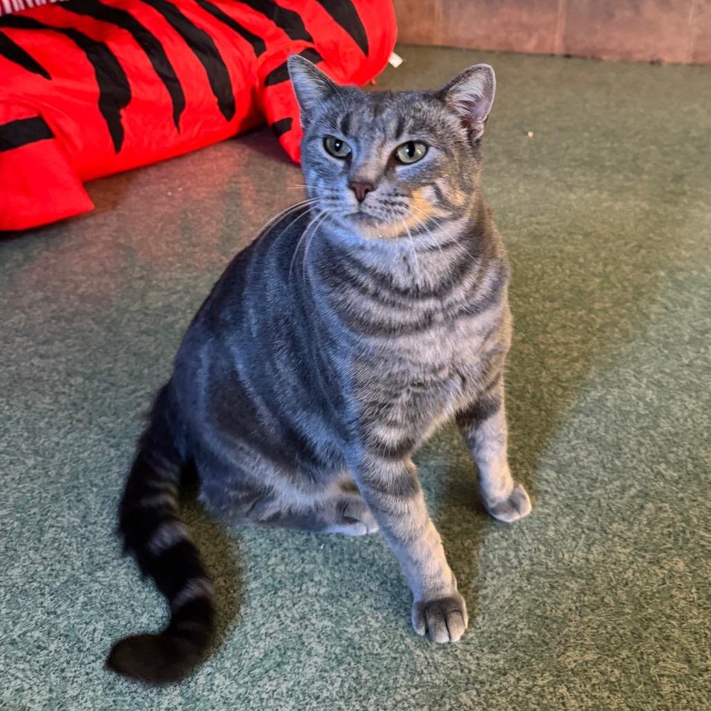 Enlarge Miss Piggy, a Adoptable mixed breed in Mount Vernon, IL image 1/6