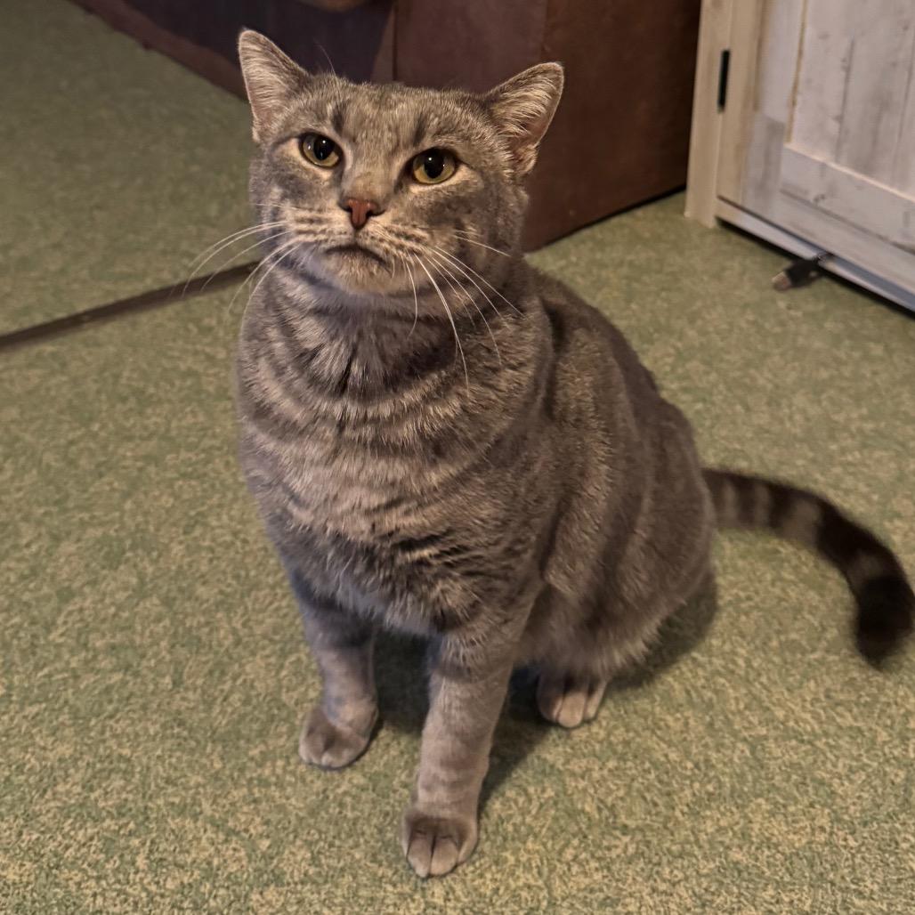 Enlarge Miss Piggy, a Adoptable mixed breed in Mount Vernon, IL image 2/6