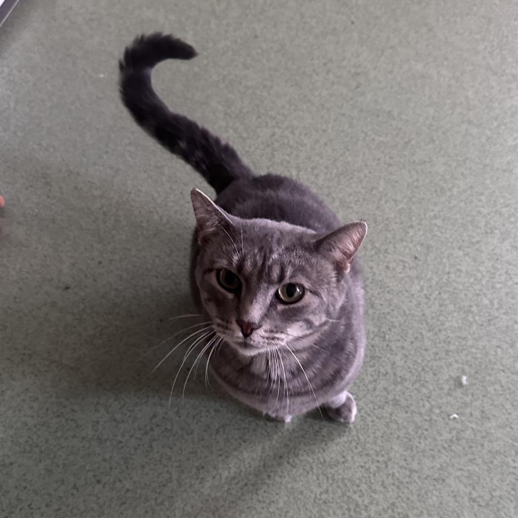 Enlarge Miss Piggy, a Adoptable mixed breed in Mount Vernon, IL image 3/6