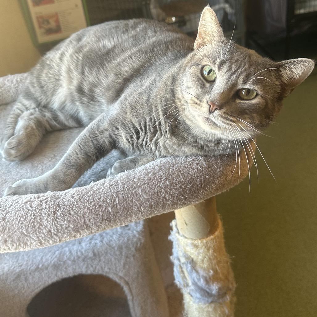 Enlarge Miss Piggy, a Adoptable mixed breed in Mount Vernon, IL image 4/6