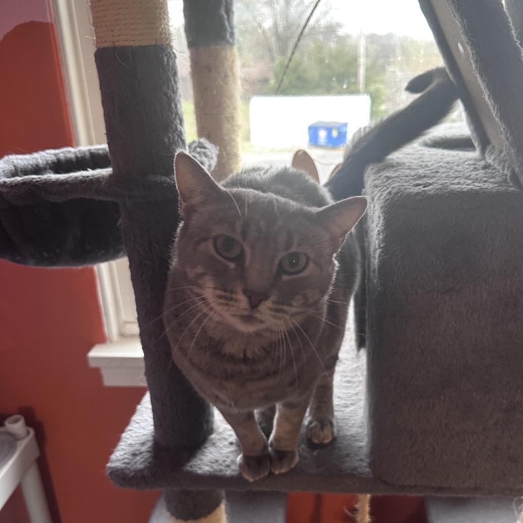 Enlarge Miss Piggy, a Adoptable mixed breed in Mount Vernon, IL image 5/6