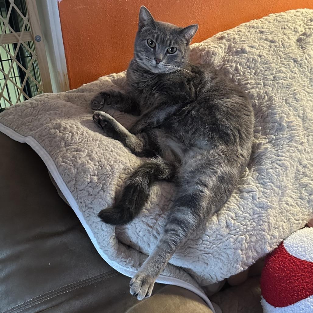 Enlarge Miss Piggy, a Adoptable mixed breed in Mount Vernon, IL image 6/6