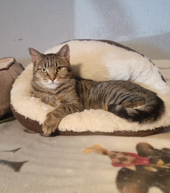 Lincoln, a Adoptable Domestic Short Hair in El Paso, TX image 1/2