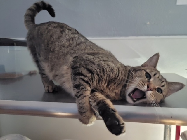 Lincoln, a Adoptable Domestic Short Hair in El Paso, TX image 2/2