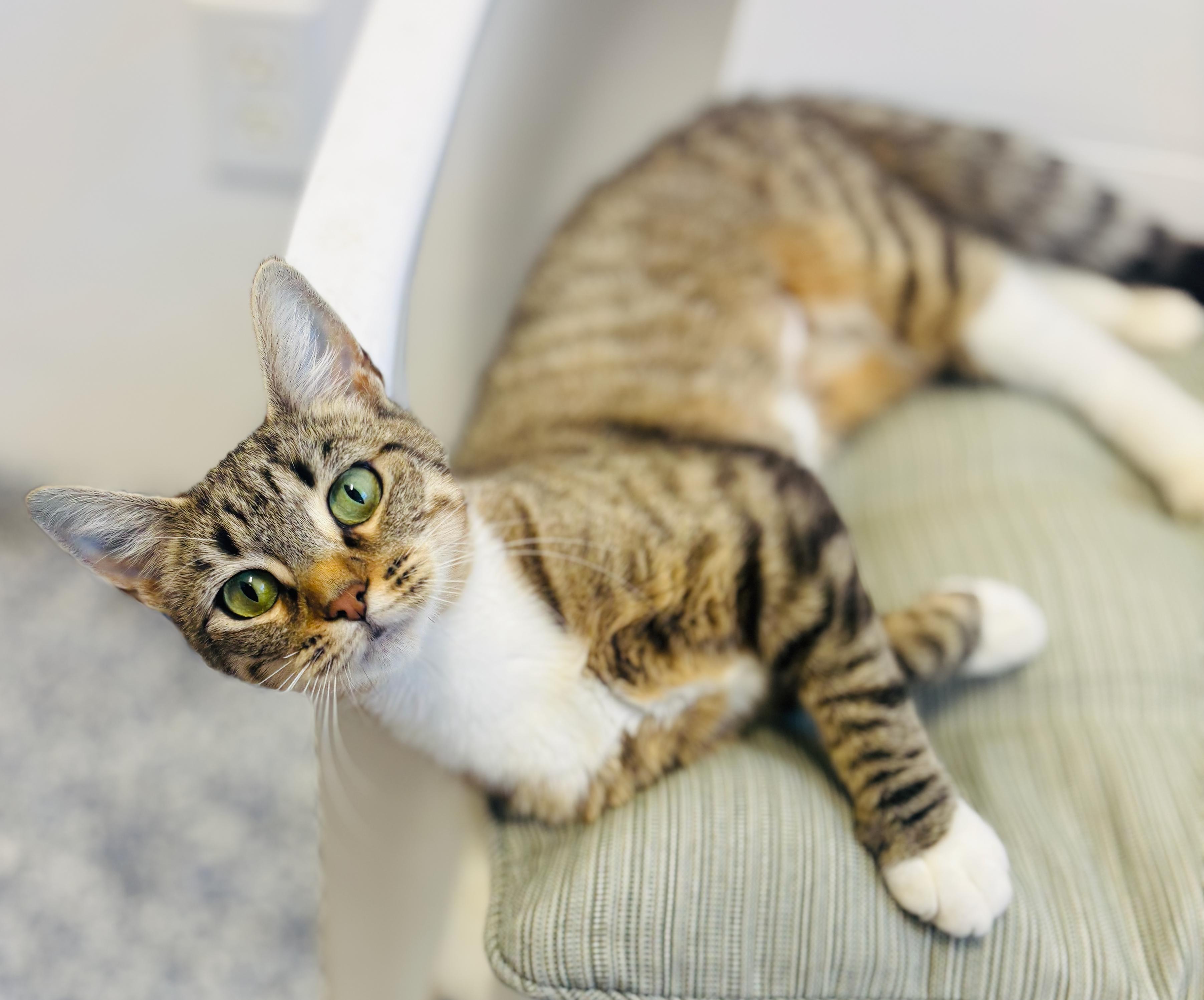 Sadie 4371, Adoptable, Young Female Domestic Short Hair.