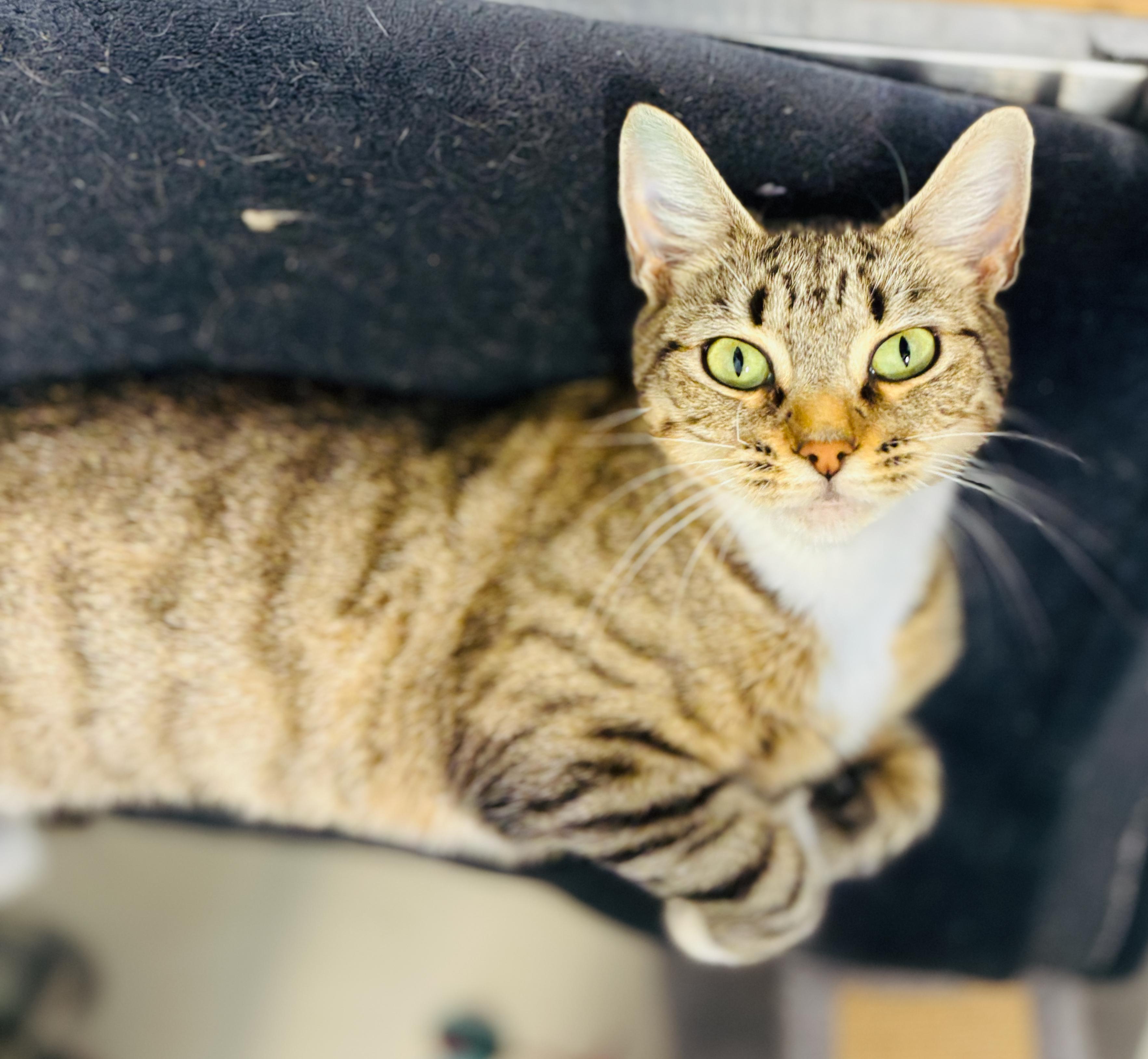 Enlarge Sadie 4371, a Adoptable Domestic Short Hair in St Stephen, NB image 2/2