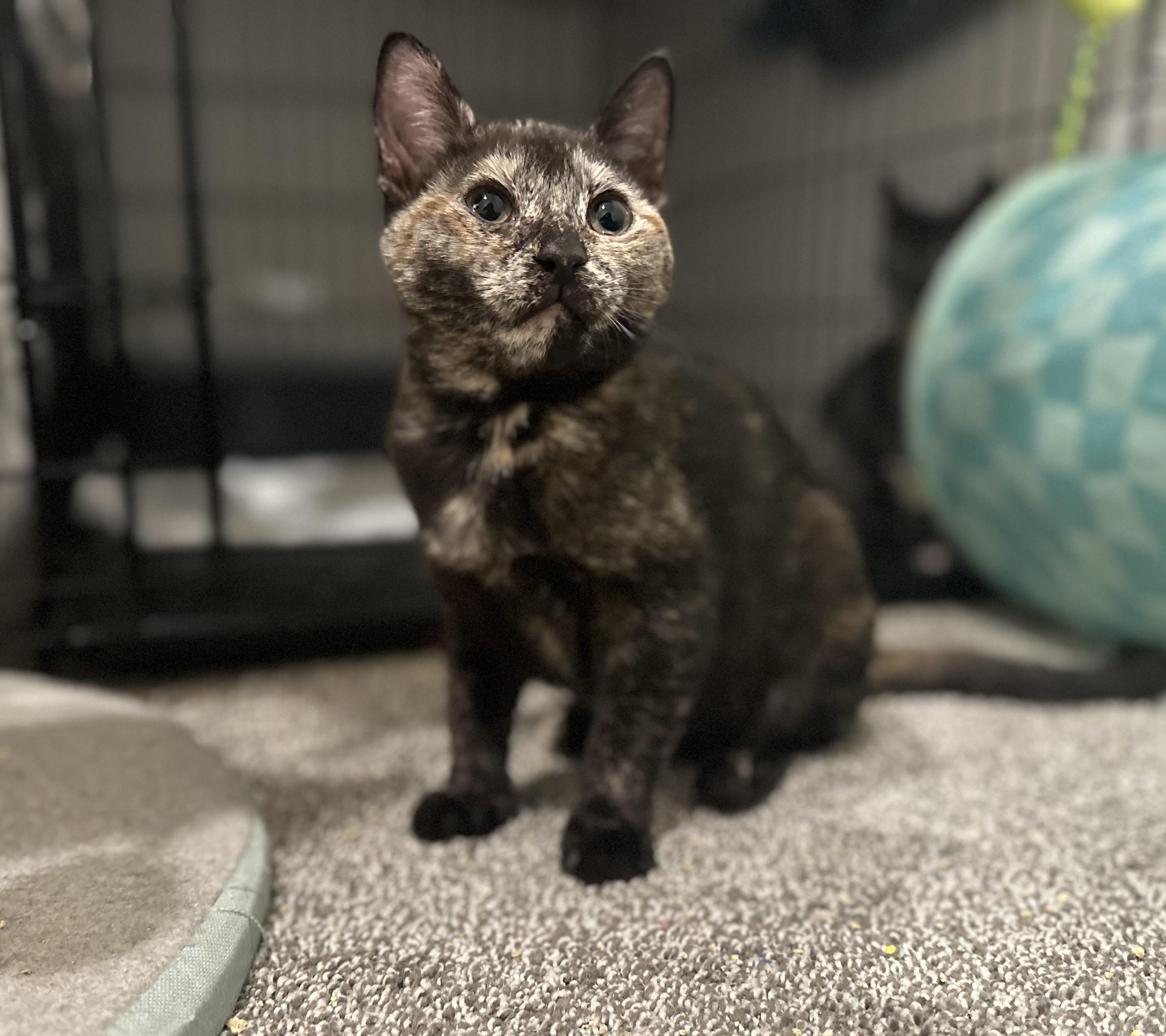 Enlarge Lainey, a ADOPTABLE Tortoiseshell in Pleasantville, NJ image 2/5
