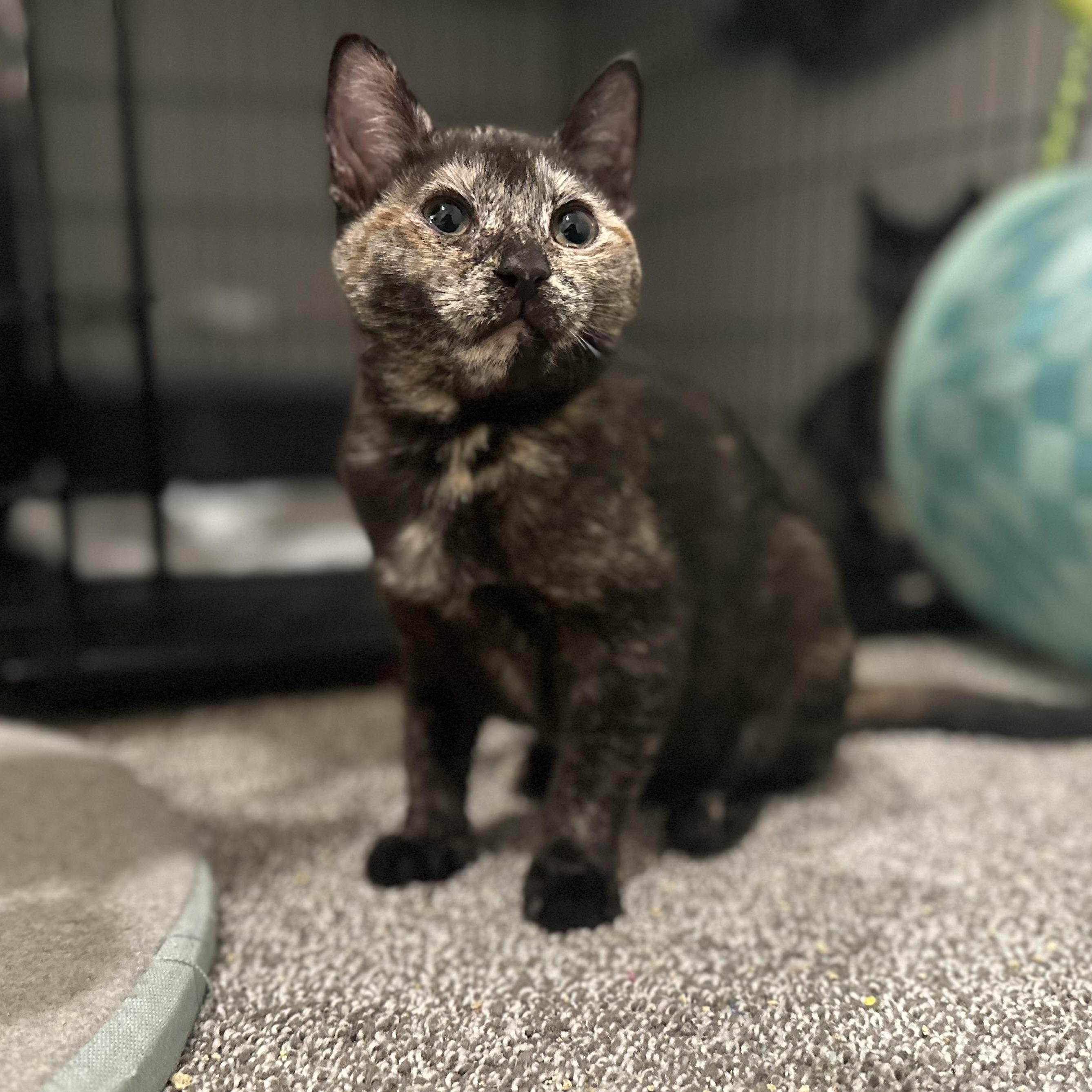 Enlarge Lainey, an adoption pending Tortoiseshell in Pleasantville, NJ image 3/6