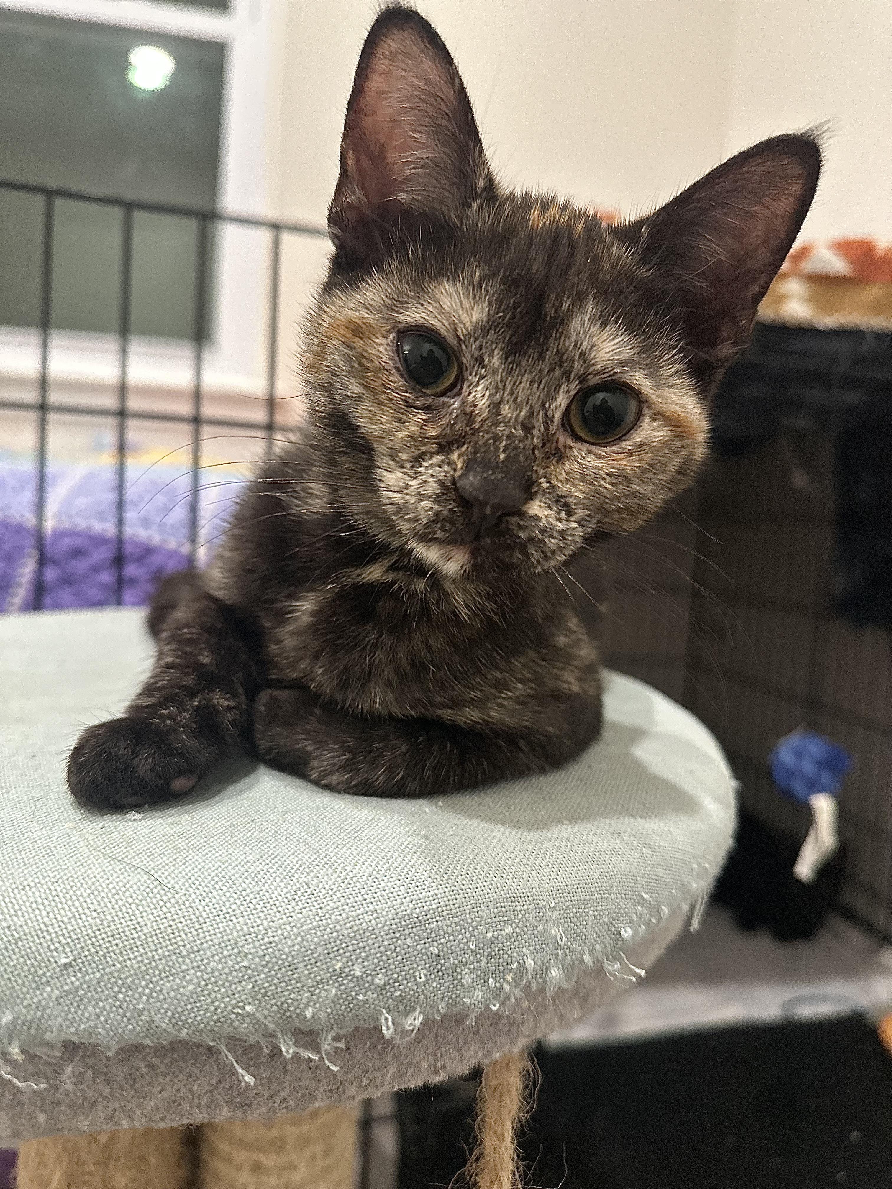 Lainey, ADOPTABLE, Kitten Female Tortoiseshell.