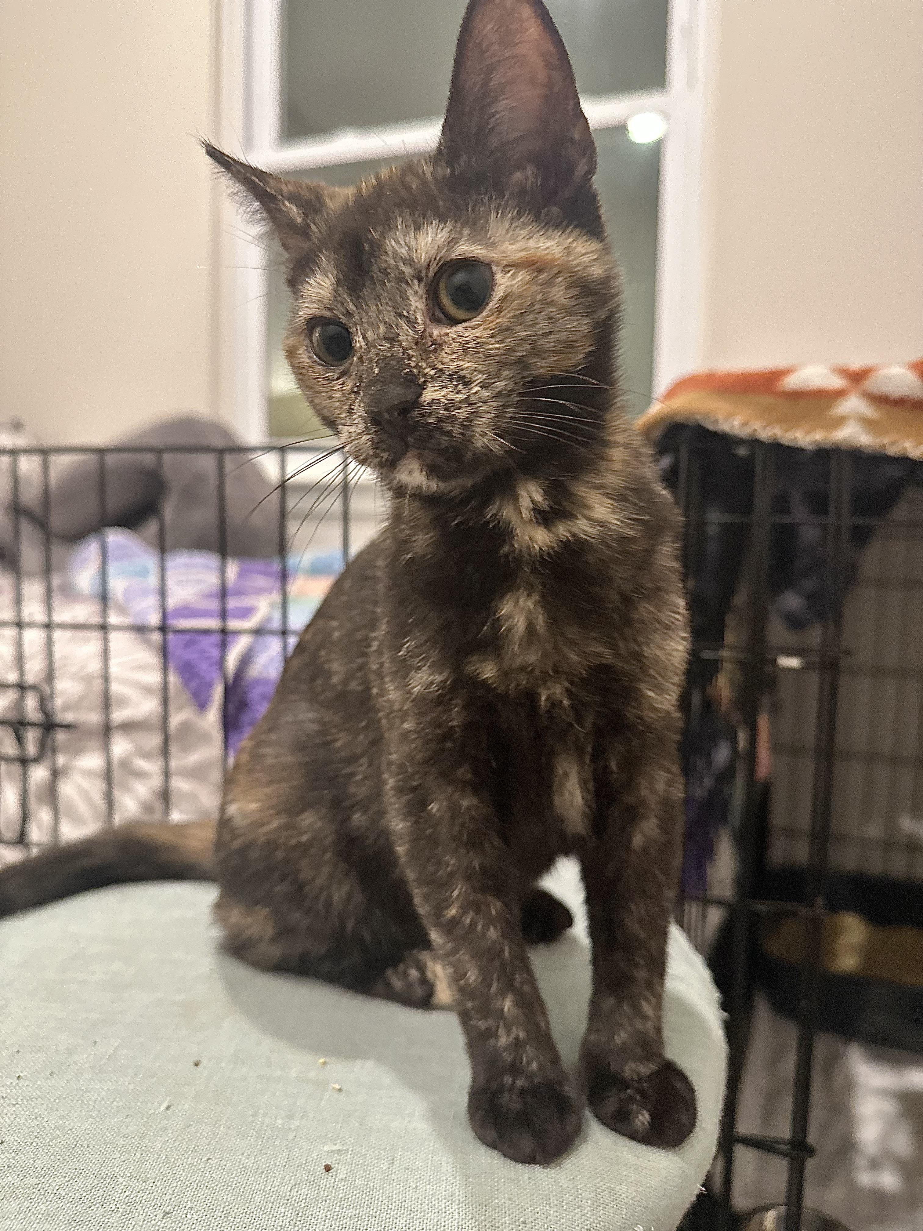 Enlarge Lainey, a ADOPTABLE Tortoiseshell in Pleasantville, NJ image 4/5