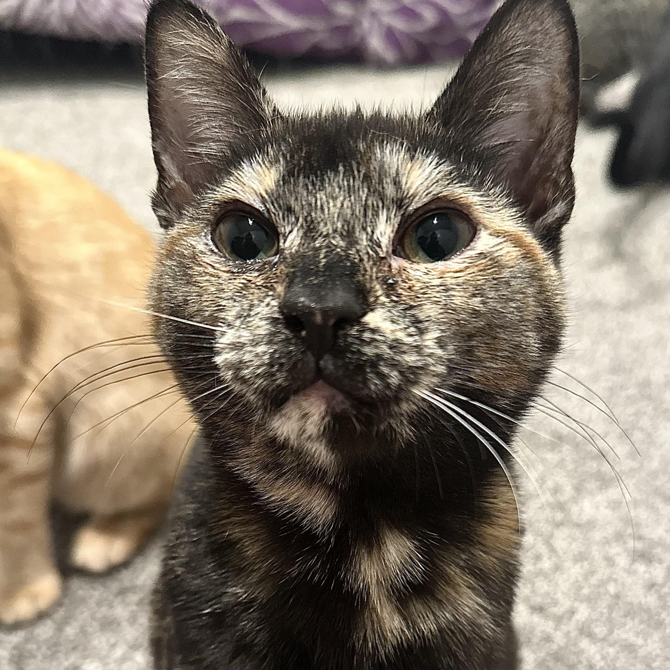 Enlarge Lainey, an adoption pending Tortoiseshell in Pleasantville, NJ image 6/6