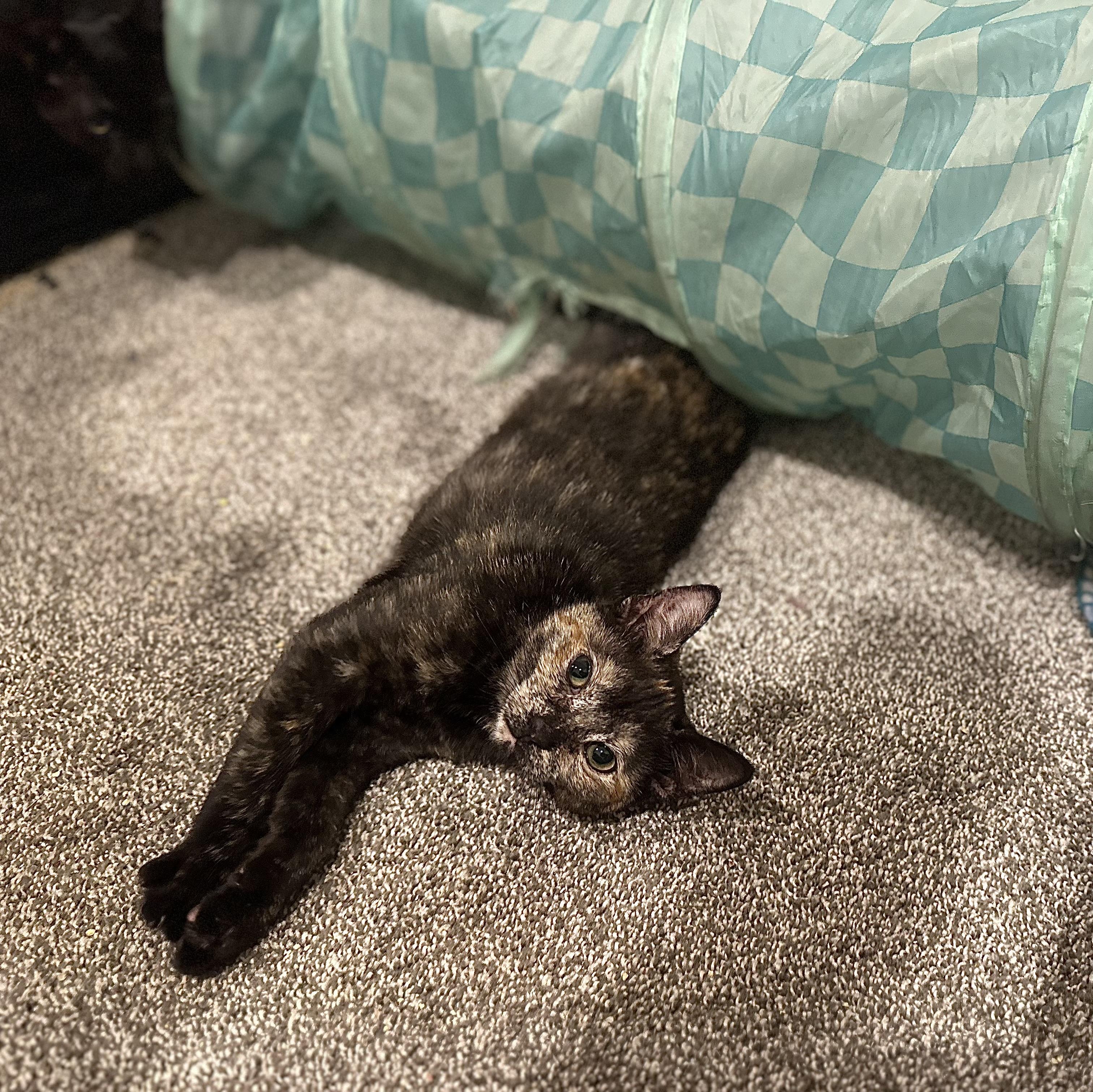 Enlarge Lainey, a ADOPTABLE Tortoiseshell in Pleasantville, NJ image 3/5