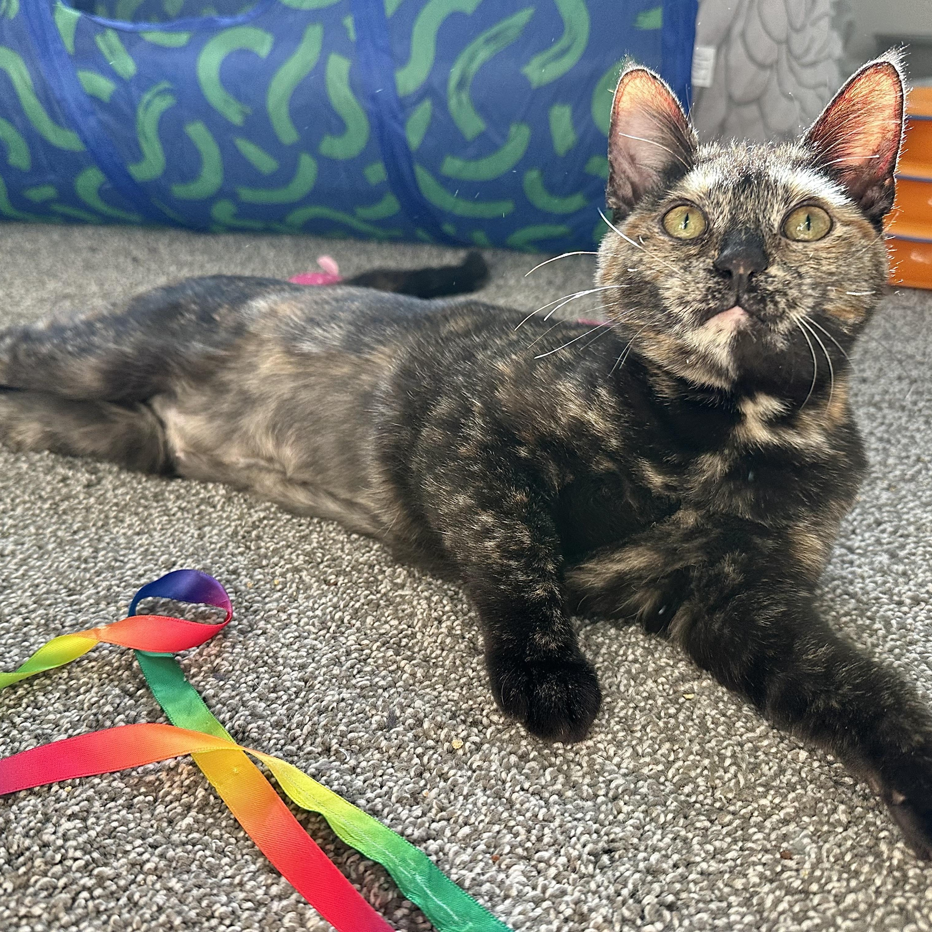 Enlarge Lainey, an adoption pending Tortoiseshell in Pleasantville, NJ image 1/6