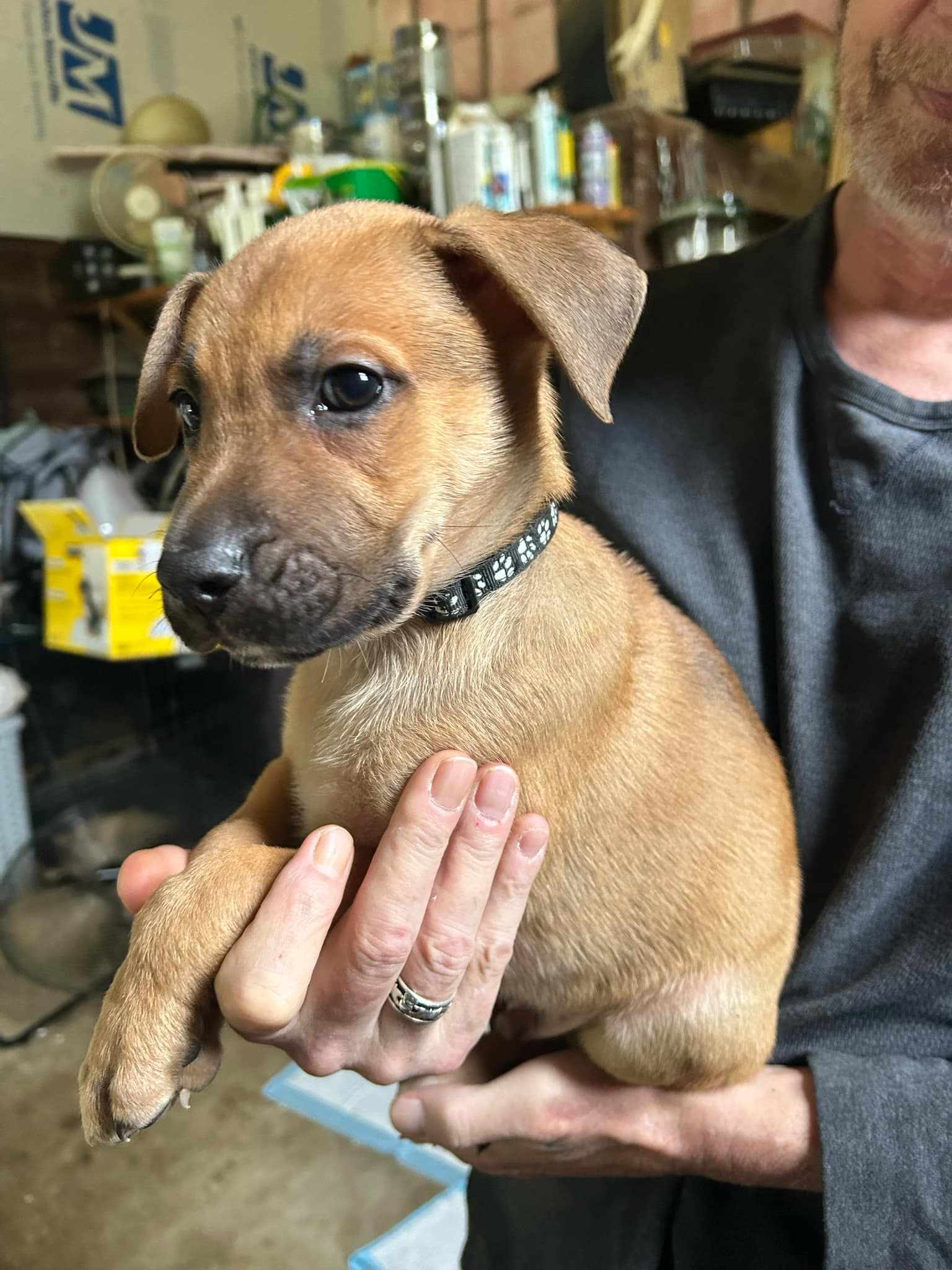 Enlarge Bourbon, a Adopted mixed breed in Woodstock, ON image 1/1