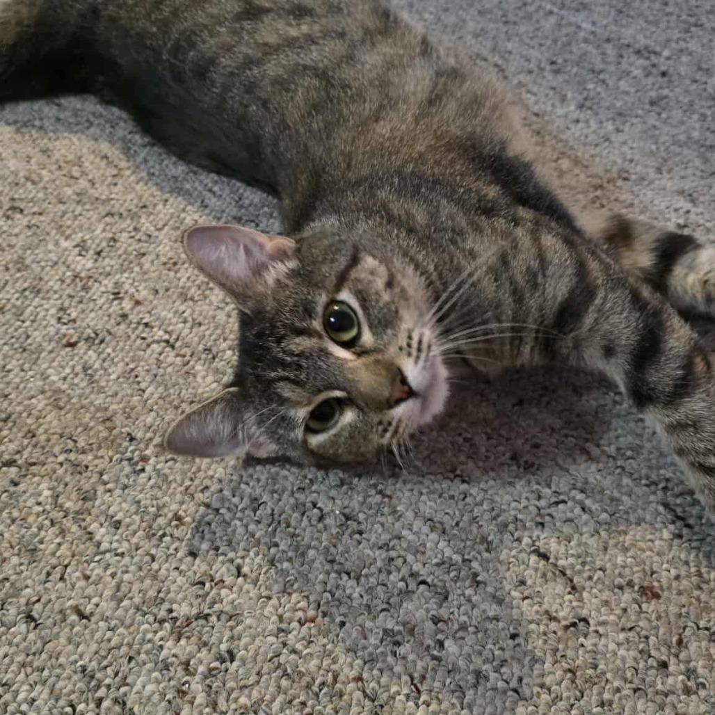 Enlarge Candy-C, a Adoptable Domestic Short Hair in East Saint Louis, IL image 1/6