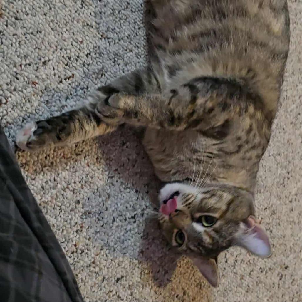 Enlarge Candy-C, a Adoptable Domestic Short Hair in East Saint Louis, IL image 2/6