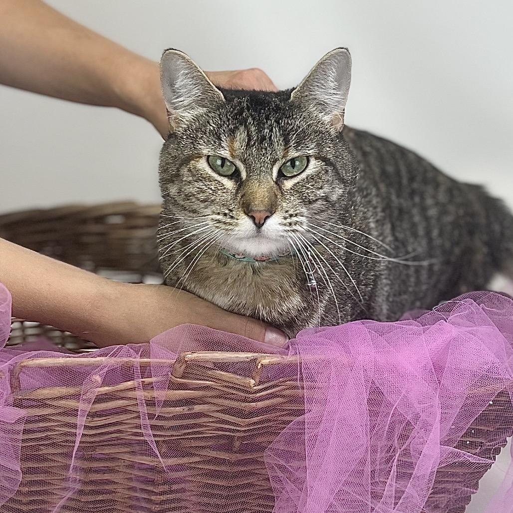 Candy-C, Adoptable, Adult Female Domestic Short Hair.