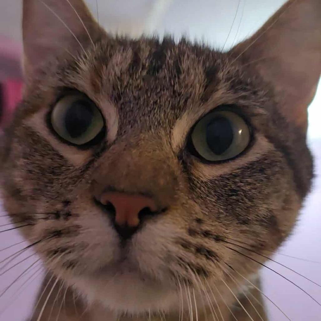 Enlarge Candy-C, a Adoptable Domestic Short Hair in East Saint Louis, IL image 3/6