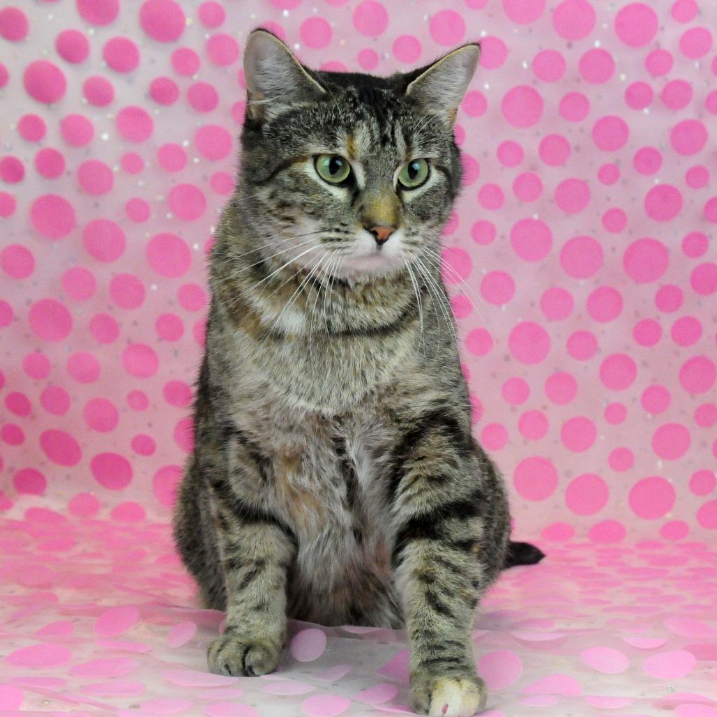 Candy-C, Adoptable, Adult Female Domestic Short Hair.