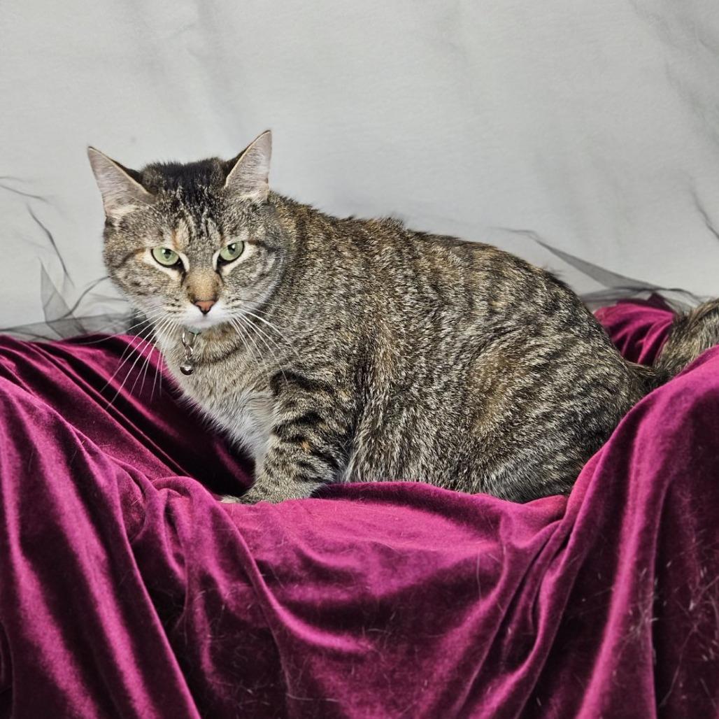Candy-C, a Adoptable Domestic Short Hair in East Saint Louis, IL image 3/6