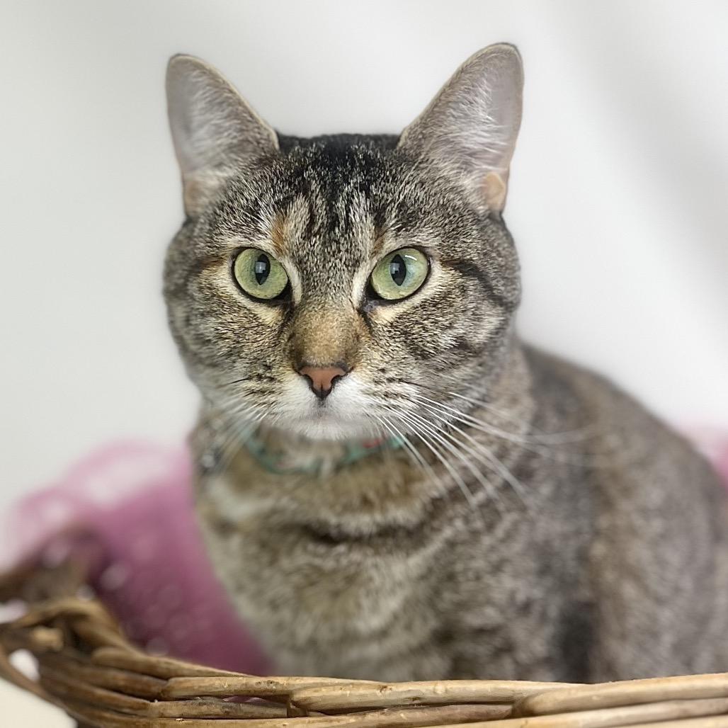 Enlarge Candy-C, a Adoptable Domestic Short Hair in East Saint Louis, IL image 2/5