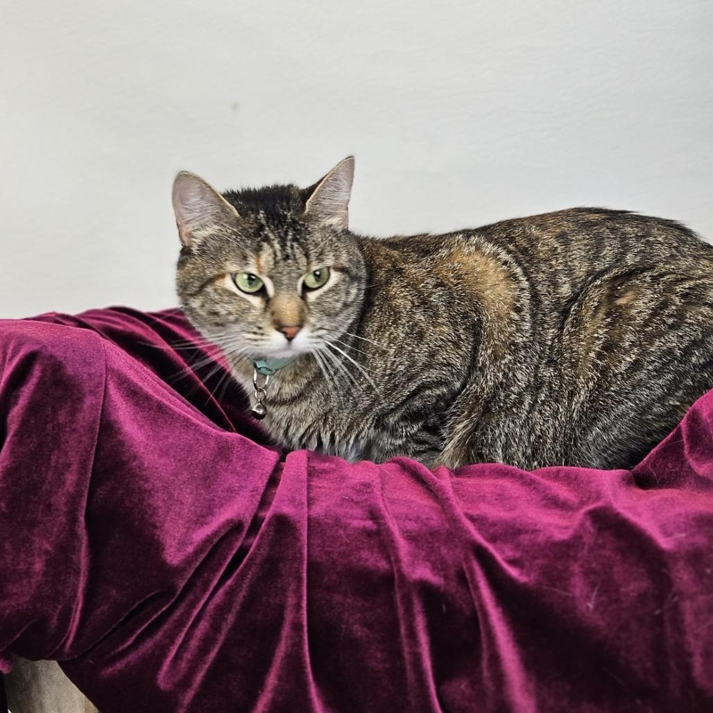 Candy-C, a Adoptable Domestic Short Hair in East Saint Louis, IL image 4/6