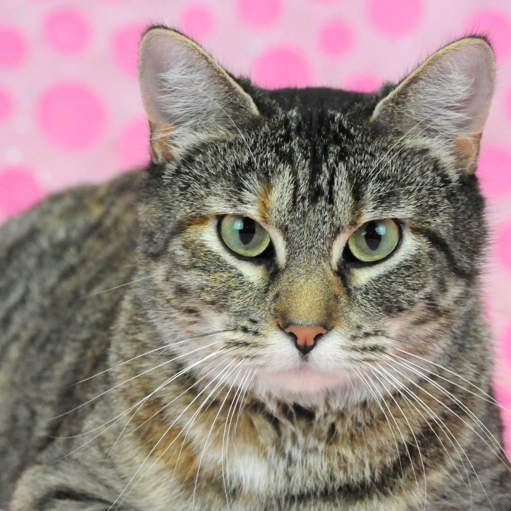 Enlarge Candy-C, a Adoptable Domestic Short Hair in East Saint Louis, IL image 5/6