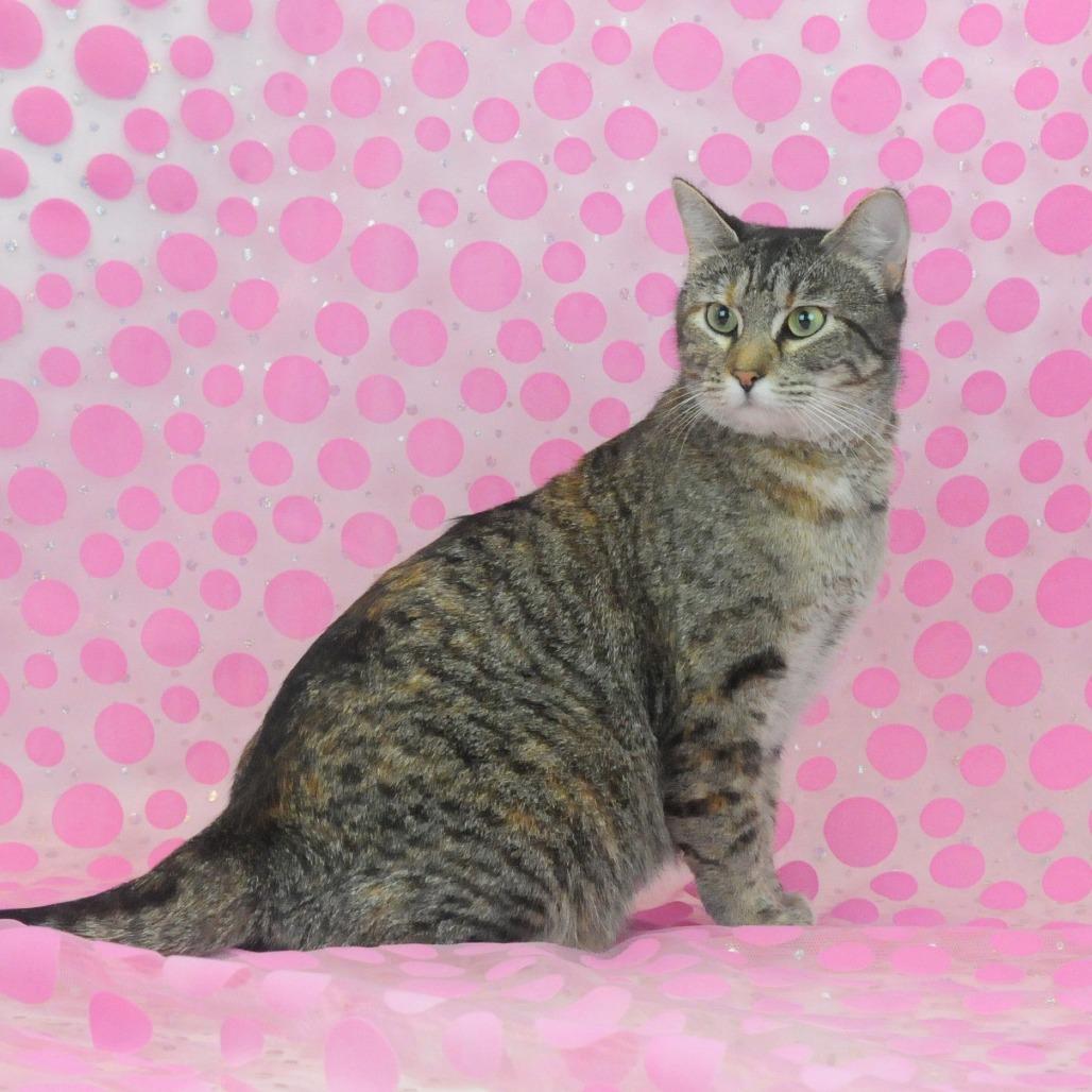 Candy-C, a Adoptable Domestic Short Hair in East Saint Louis, IL image 5/6