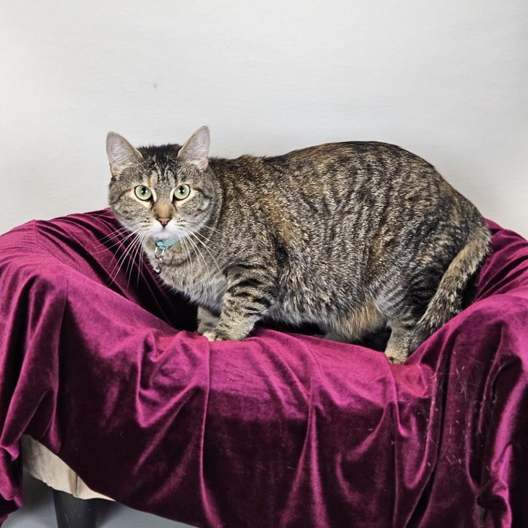 Candy-C, a Adoptable Domestic Short Hair in East Saint Louis, IL image 5/6