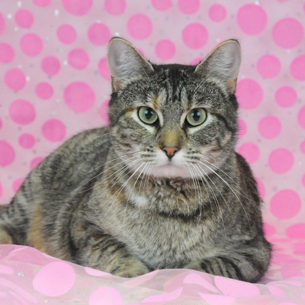 Enlarge Candy-C, a Adoptable Domestic Short Hair in East Saint Louis, IL image 6/6