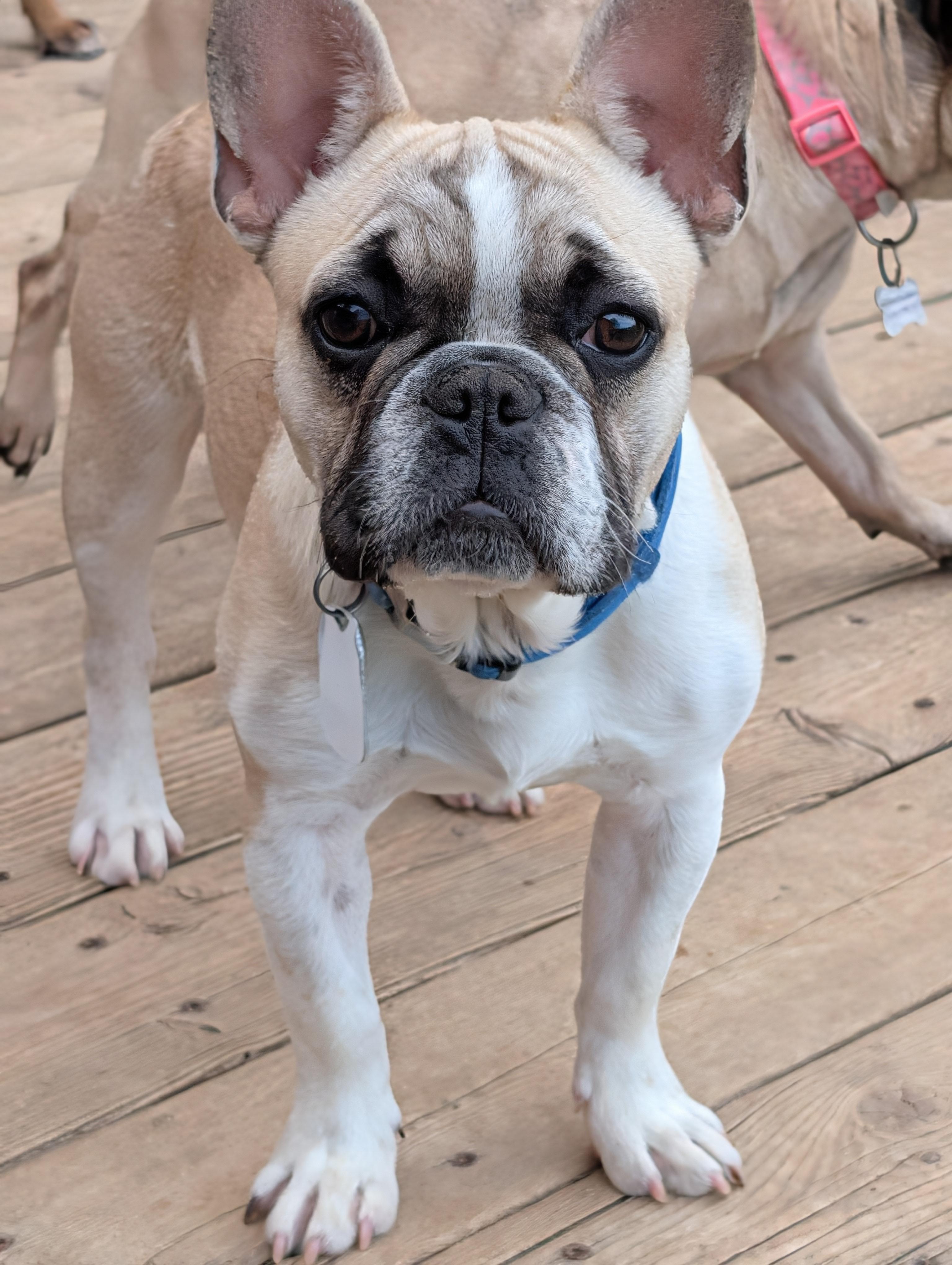Guppy, ADOPTABLE, Young Male French Bulldog.