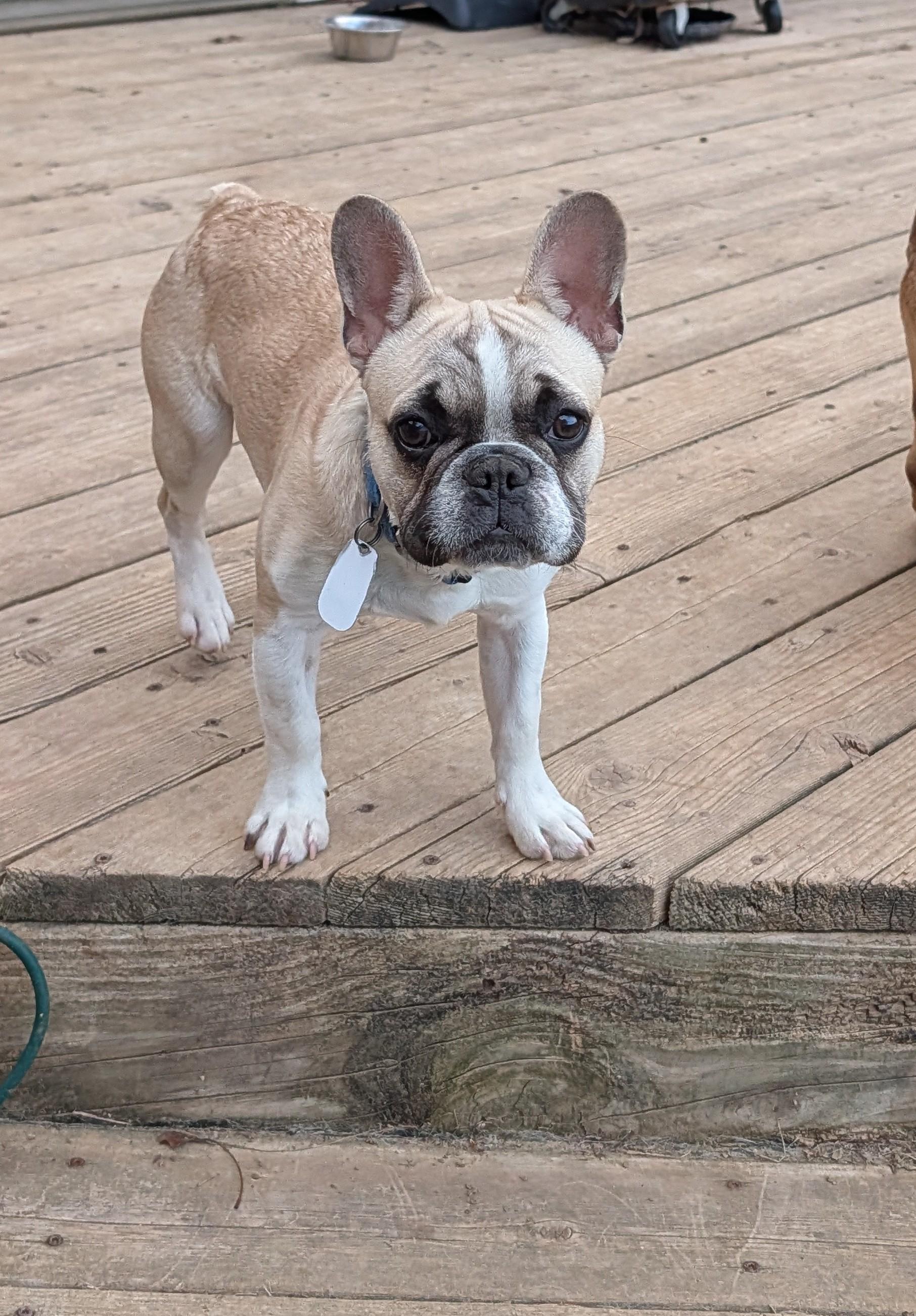 Enlarge Guppy, a ADOPTABLE French Bulldog in Benton, KS image 2/2