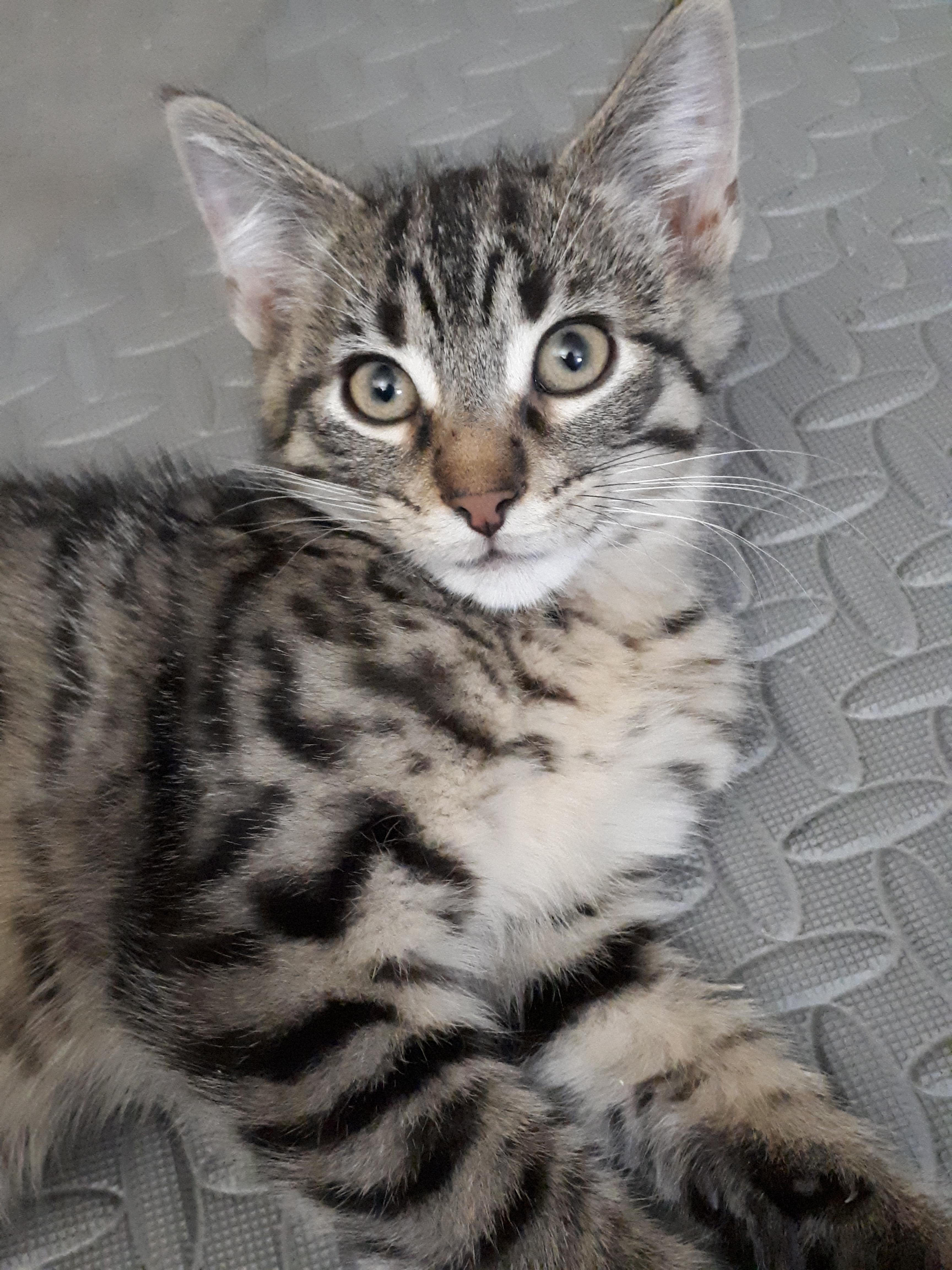 Dragonfly, a Adoptable mixed breed in Winnipeg, MB image 1/3