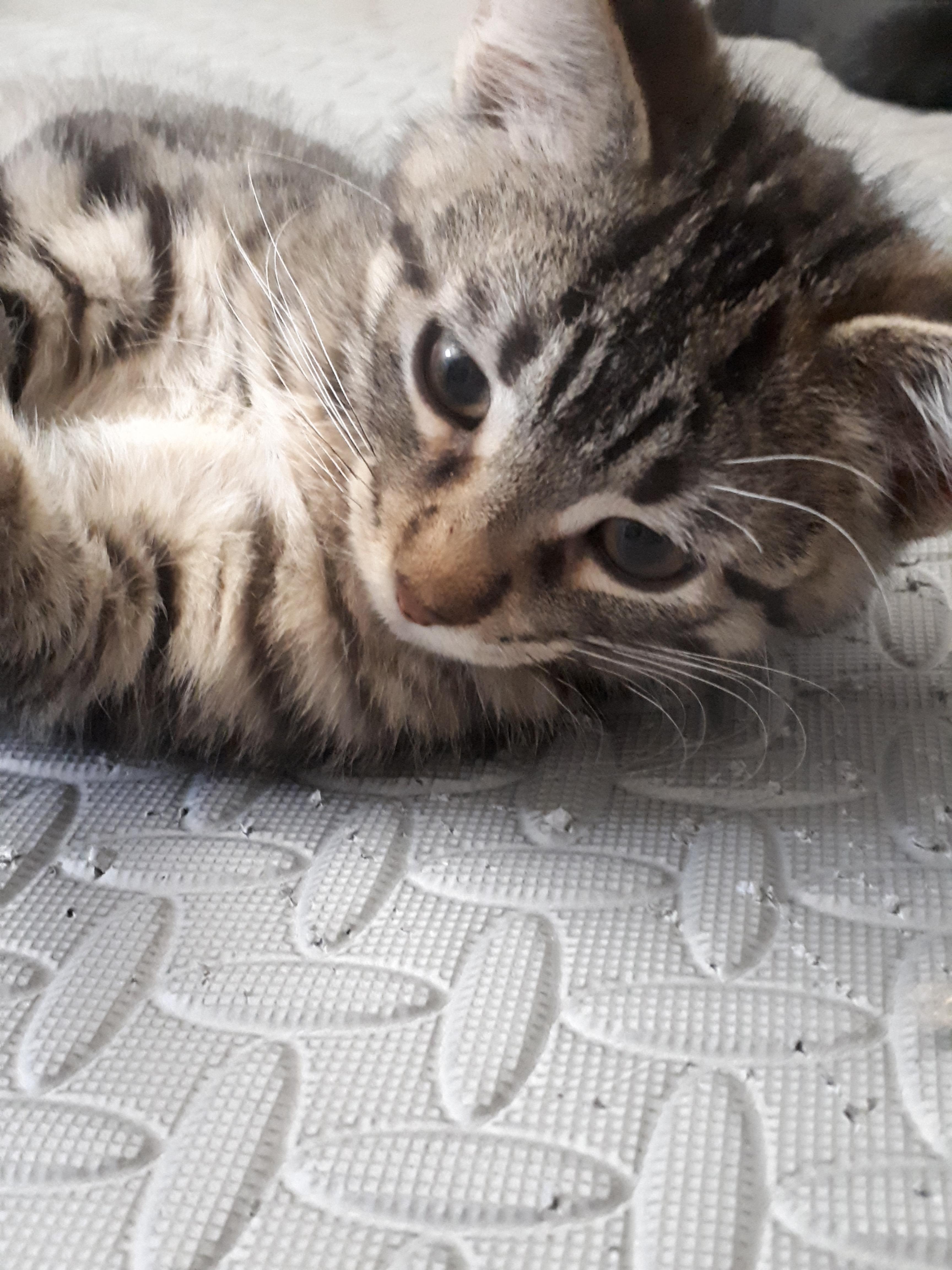 Dragonfly, a Adoptable mixed breed in Winnipeg, MB image 2/3